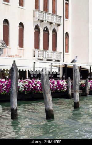 Wooden pilings in front of a terrace on the Grand Canal in Venice, Italy Stock Photo