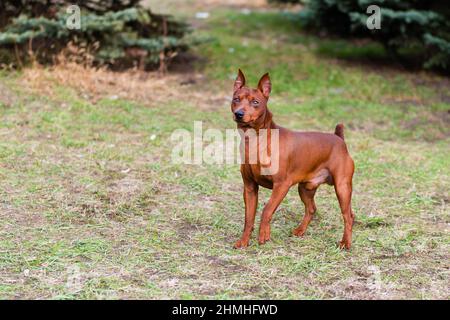 Miniature Pinscher goes.    The Miniature Pinscher is in the park. Stock Photo