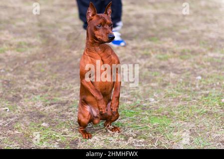 Miniature Pinscher seats.  The Miniature Pinscher is in the park. Stock Photo