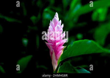 Single bloom of a beautiful pink Ginger Lily, Alpinia purpurata, contrasted on a dark background with green leaves highlighted. Stock Photo