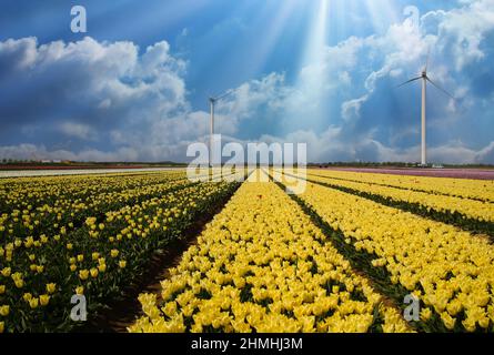 View on rows tulips field  countless flowers, wind turbines, sunrays, blue sky with clouds  - sustainable environmentally friendly energy concept Stock Photo