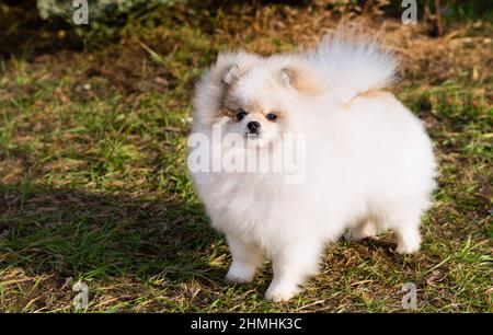 Spitz, Pomeranian right. The Spitz is in the city park. Stock Photo