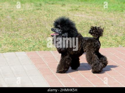 Poodle black in profile.  The Poodle stands in the park. Stock Photo