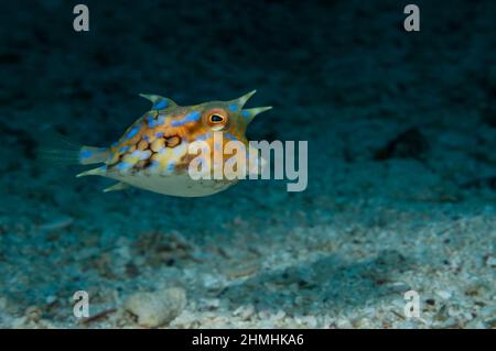 Thornback cowfish is feeding near the bottom, blowing benthic invertebrates by jet of water from the sandy bottom, Panglao, Philippines Stock Photo