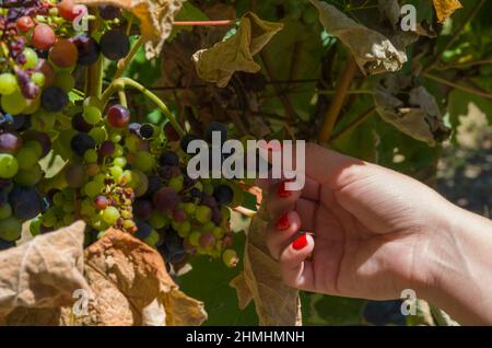 Woman hand picking/holding bunch of wine grapes in vineyard Stock Photo