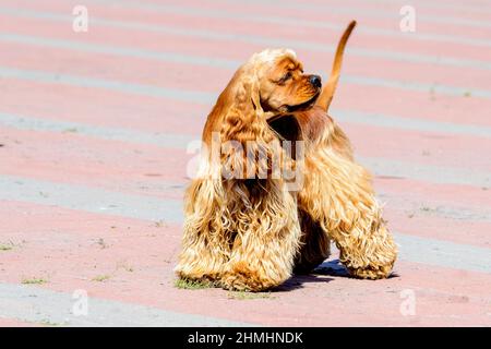Cocker Spaniel looks aside. The English Cocker Spaniel stands on the table. Stock Photo