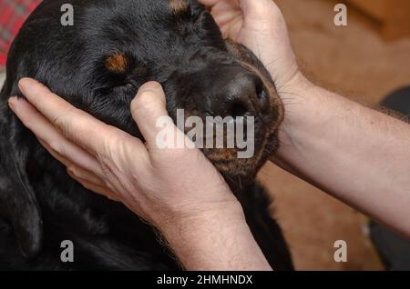 An adult male is petting the head of a large black dog with both hands. A female Rottweiler sits with her eyes closed in pleasure in front of her owne Stock Photo