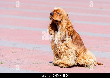 Cocker Spaniel seats in profile. The English Cocker Spaniel seats on the table. Stock Photo