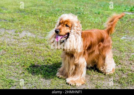 Cocker Spaniel stands. The English Cocker Spaniel is on the grass. Stock Photo