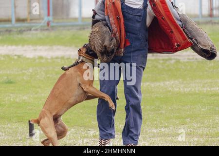 A dog of the German Boxer breed holds a bite sleeve in its mouth. K9 training. Motion Blur, Defocus, Noise, Grain Effect. Stock Photo