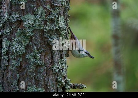VALLDAL, NORWAY - 2020 JUNE 03. Nuthatch (Sitta europaea) with insect in the mouth on the tree Stock Photo
