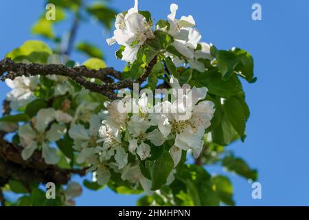 Closeup white flowers of wild cherry - sweet cherry (Prunus avium) with fresh leaves in soft light. Focus on flowers in a blurred background. Stock Photo
