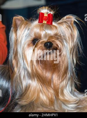 Yorkshire Terrier portrait. The Yorkshire Terrier is on the show. Stock Photo