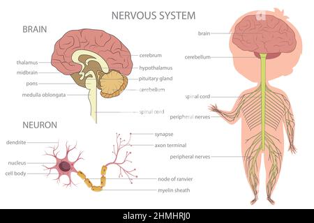Nervous system. Biology education banner for kids. Stock Vector