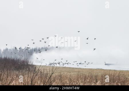 A group of anxious birds of wildlife animals fly over the field outdoor for the winter. Stock Photo