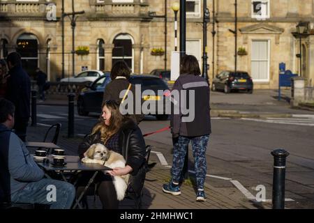 A Harrogate coffee shop's outdoor table had a gorgeous Pekingese dog sitting on it's owner's lap,North Yorkshire, England, UK. Stock Photo