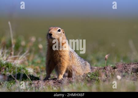 Canadian ground squirrel, Richardson ground squirrel or siksik in Inuktitut, stretching and looking around the arctic tundra Stock Photo