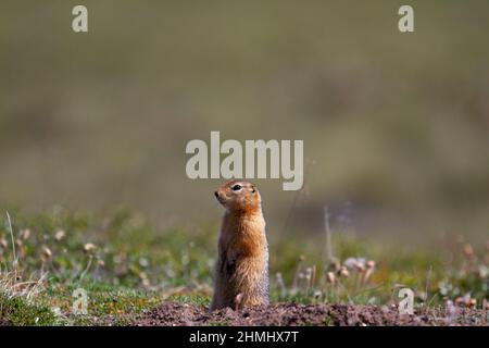 Ground squirrel, also known as Richardson ground squirrel or siksik in Inuktitut, standing in the arctic tundra and looking around Stock Photo