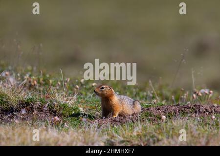 Canadian ground squirrel, Richardson ground squirrel or siksik in Inuktitut, stretching and looking around the arctic tundra Stock Photo