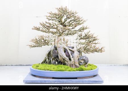 Trident maple bonsai tree on display at the Pacific Bonsai Museum in Federal Way, Washington. Stock Photo