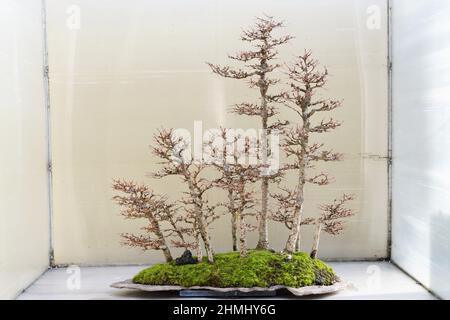 jade planter pot Jade Plant In Gold Tone Metal Pot — Plan A Plant main image 0