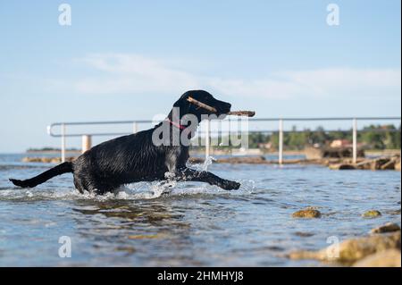 Beautiful black labrador retriever dog fetching a stick from the sea. Stock Photo