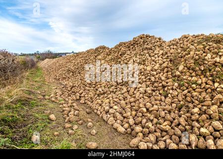 Pile of sugar beets pulled out from the ground on a Hertfordshire farm Stock Photo