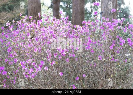 Rhododendron dauricum 'Mid-winter'. Stock Photo