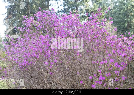 Rhododendron dauricum 'Mid-winter'. Stock Photo