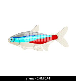 Vector illustration of freshwater aquarium neon tetra,  Stock Vector