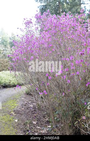 Rhododendron dauricum 'Mid-winter'. Stock Photo