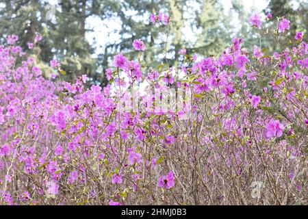 Rhododendron dauricum 'Mid-winter'. Stock Photo