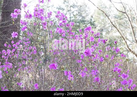 Rhododendron dauricum 'Mid-winter'. Stock Photo