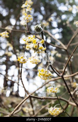 Edgeworthia chrysantha in winter. Stock Photo