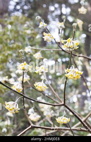 Edgeworthia chrysantha in winter. Stock Photo