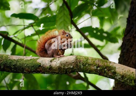 red-tailed squirrel (Sciurus granatensis), Corcovado National Park, Osa Peninsula, Costa Rica, Central America Stock Photo
