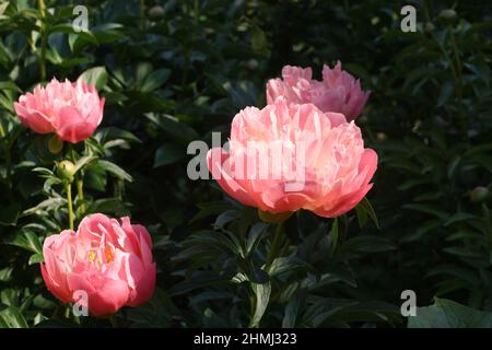 Paeonia Pink Hawaiian Coral.  Semi-double salmon pink peony flower blooms in the garden. Stock Photo