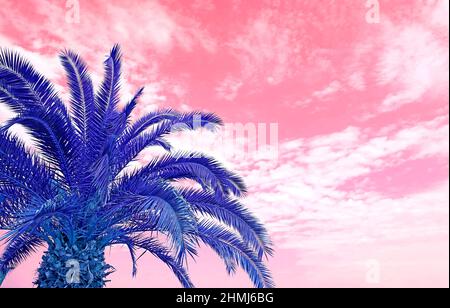 Surreal Pop Art Style Azure Blue Palm Tree against French Rose Sky Stock Photo