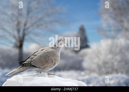 Eurasian collared dove (Streptopelia decaocto) perched in the snow in winter Stock Photo