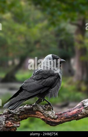 Western jackdaw / European jackdaw (Corvus monedula / Coloeus monedula) perched on branch in forest Stock Photo