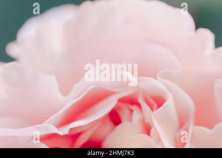 Pink color roses flowers background. Abstract defocused flower backdrop. Macro of unfocused blurred pink petals texture, soft dreamy image. Stock Photo