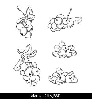 Cranberry vector drawing. Isolated berry branch sketch on white background. Stock Vector