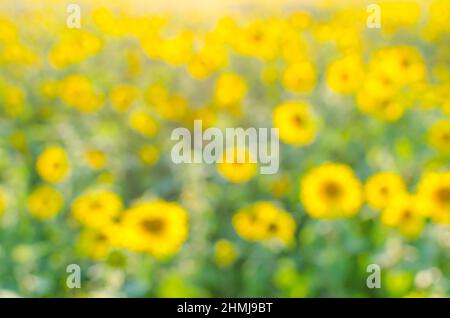 Background and abstraction of yellow flowers, sunflower.Bokeh and blur photos. Stock Photo
