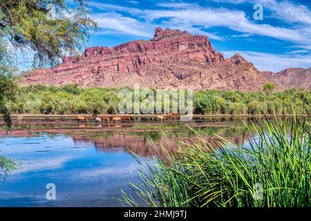 Salt River Wild Horses in Tonto National Forest near Phoenix, Arizona. Stock Photo