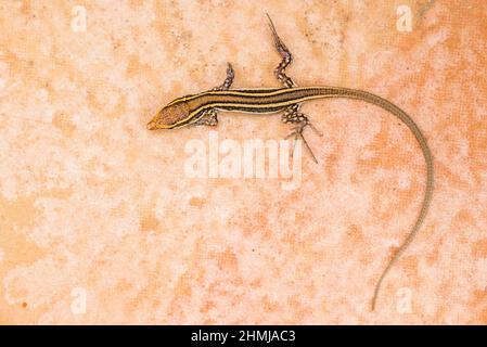 Subspecies mahoratae of Atlantic Lizard (Gallotia atlantica mahoratae ...