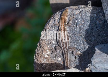 Subspecies eisentrauti of Tenerife lizard (Gallotia galloti eisentrauti), endemic to Tenerife, Canary Islands, female. Stock Photo