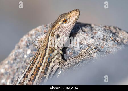 Subspecies eisentrauti of Tenerife lizard (Gallotia galloti eisentrauti), endemic to Tenerife, Canary Islands, female. Stock Photo