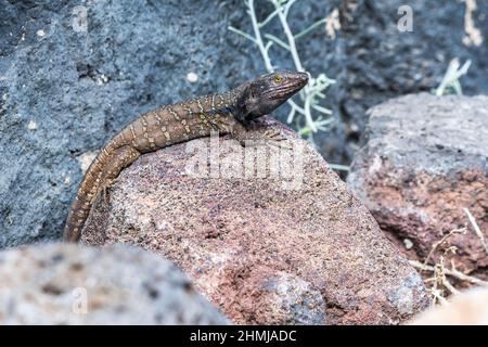Subspecies eisentrauti of Tenerife lizard (Gallotia galloti eisentrauti), endemic to Tenerife, Canary Islands, male. Stock Photo