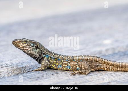 Subspecies eisentrauti of Tenerife lizard (Gallotia galloti eisentrauti), endemic to Tenerife, Canary Islands, male. Stock Photo