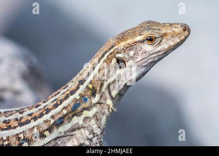 Subspecies eisentrauti of Tenerife lizard (Gallotia galloti eisentrauti), endemic to Tenerife, Canary Islands, female. Stock Photo